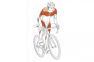 anatomia-ciclista-mantener-postura-correcta_thumb_e